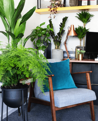 Leafy plants in cool working from home office